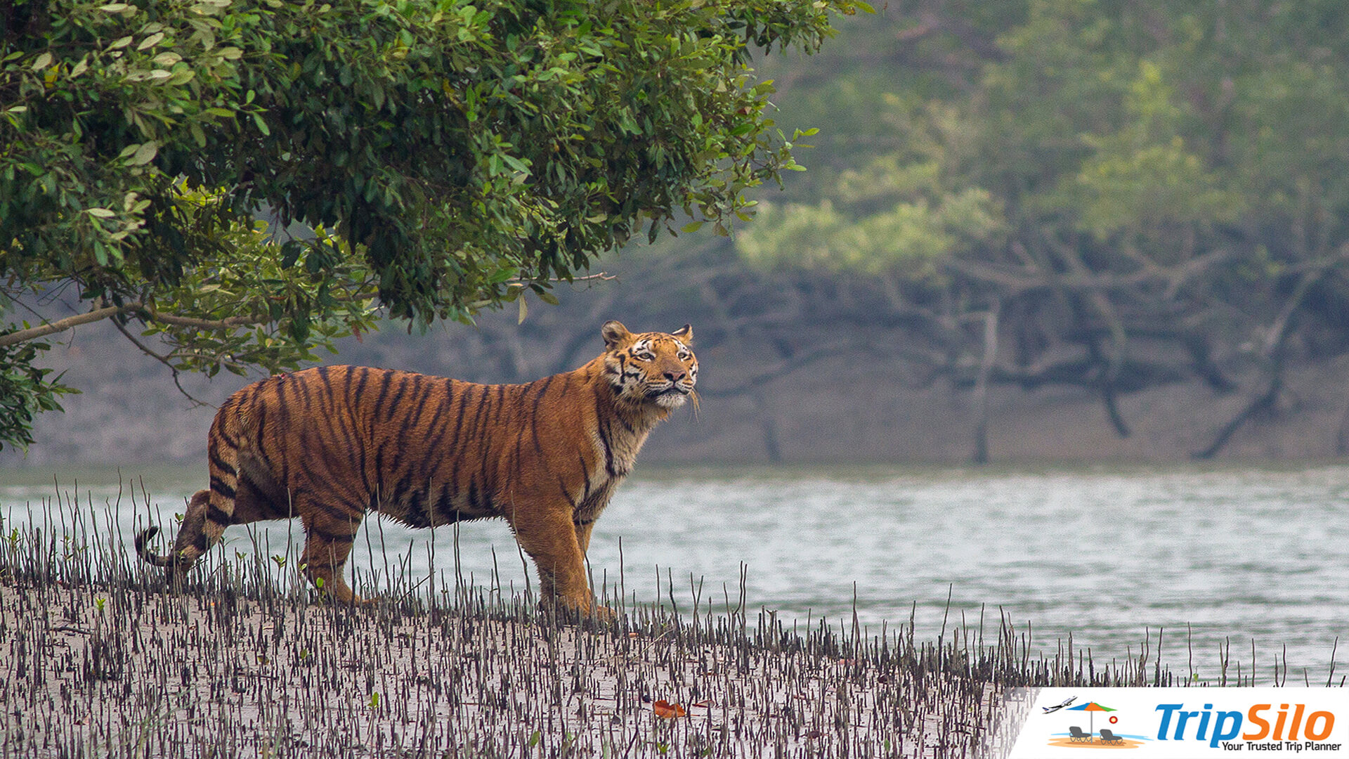 সুন্দরবন ও এর জানা-অজানা তথ্য!!