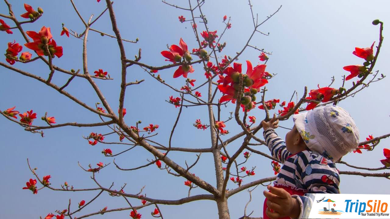 কম খরচে শিমুল বাগান ঘুরে আসার ট্রিপ প্লান